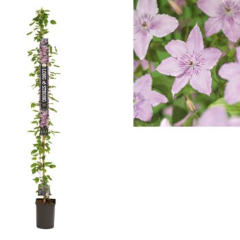 Clematis 'Hagley Hybrid' +Long & strong label