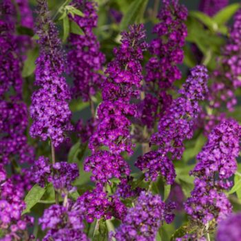 Buddleja davidii 'Royal Red'