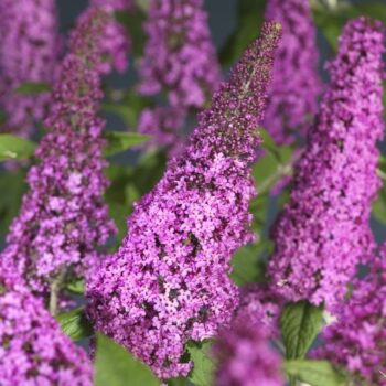 Buddleja davidii 'Pink Delight'