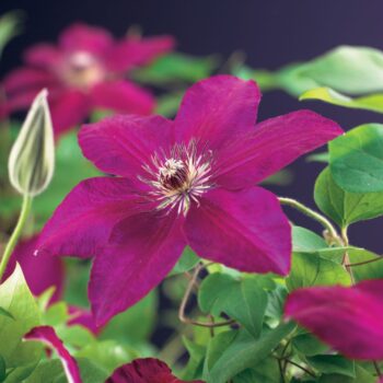Clematis 'Westerplatte