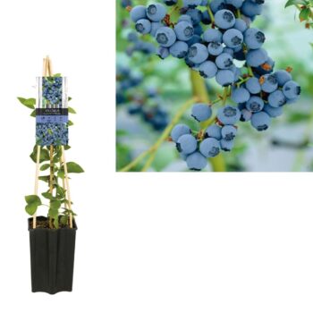 Vaccinium corymbosum 'Goldtraube' +light label