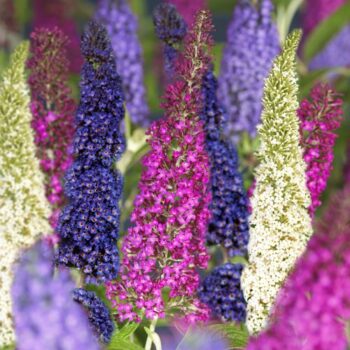 Buddleja Mixlaag