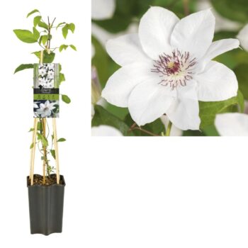Clematis 'Miss Bateman' +light label