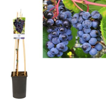 Vitis zilga