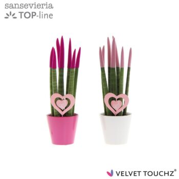 Sansevieria VELVET TOUCHZ® Love Mix in keramiek met hart steker