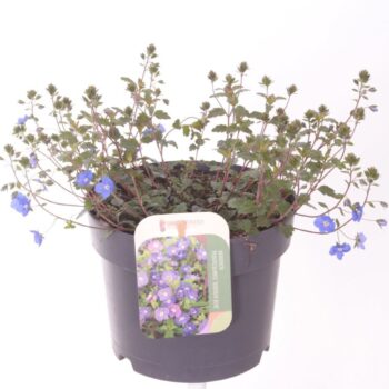 Veronica Peduncularis Georgia Blue