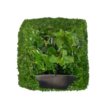 Buxus sempervirens Egypt