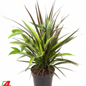 Dracaena Combo