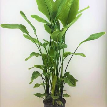 Strelitzia nicolai 38 Toef 7 pp