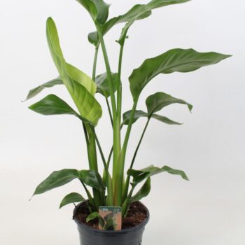Strelitzia nicolai 17 cm 3 pp