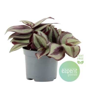 Tradescantia Zebrina Violet
