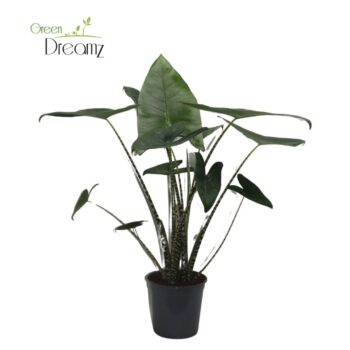 Alocasia Zebrina
