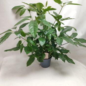 Schefflera Actinophylla