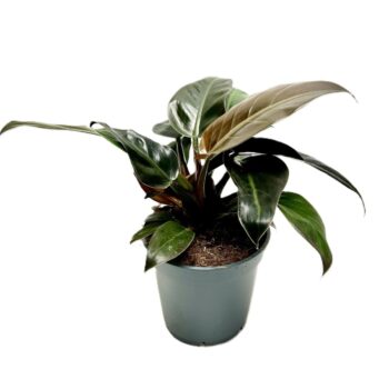 Philodendron 'Imperial Red'