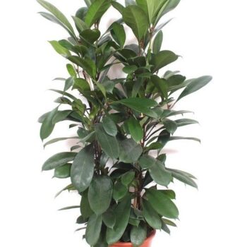 Ficus Cyathistipula