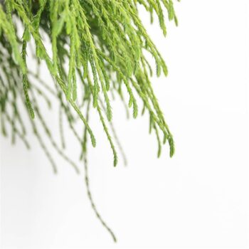 Chamaecyparis pis. 'Filifera Nana'