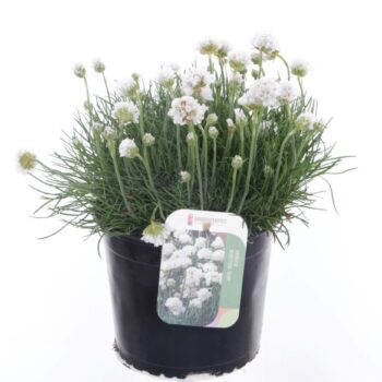 Armeria maritima Alba