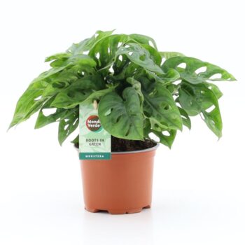 Monstera Adansonii