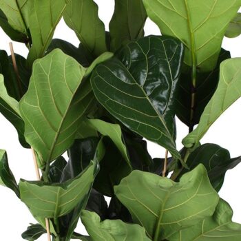 Ficus Lyrata