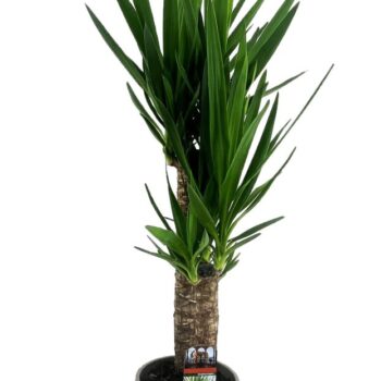 Yucca elephantipes 60-35