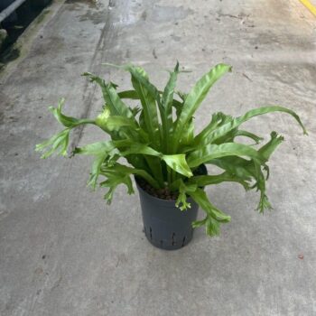 Asplenium amy 15/19 h40