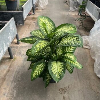 Dieffenbachia reeva 22/19 h80