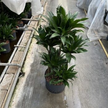 Dracaena compacta carrousel 6st 28/19 h90/100