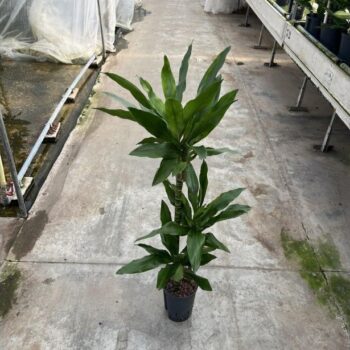 Dracaena Janet Lind