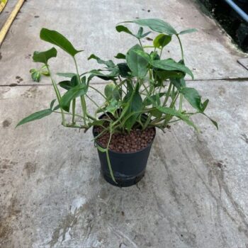 Syngonium Trileaf Wonder