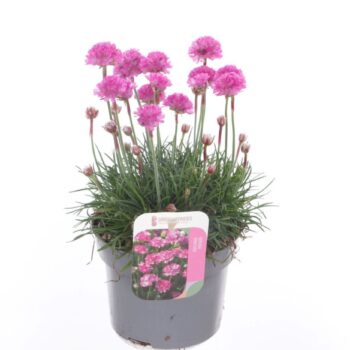 Armeria maritima Splendens