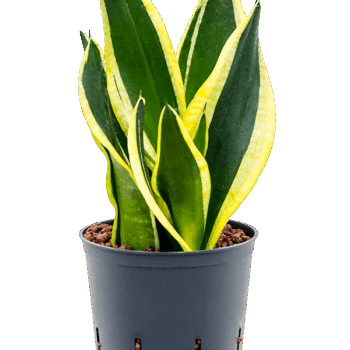 Sansevieria trifasciata 'Super Flame' Tuft