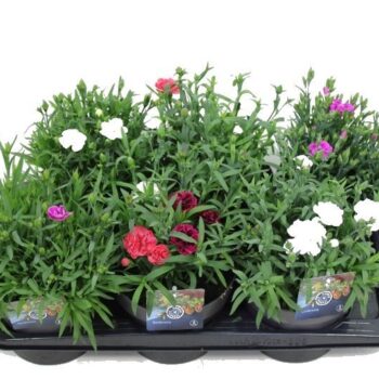 Dianthus caryophyllus mix