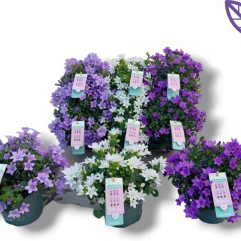 Campanula Ambella® mix tray2