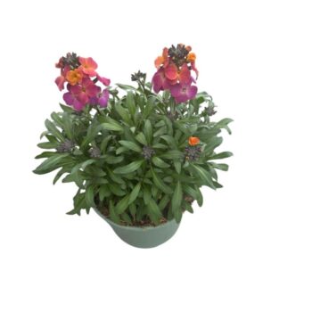 Erysimum Orange Glow