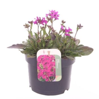 Arabis blepharophylla