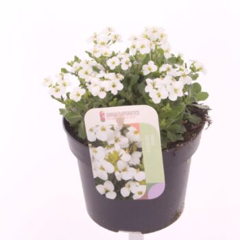 Arabis cauc. Little Treasure White