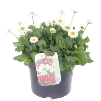 Bellis perennis Tasso White