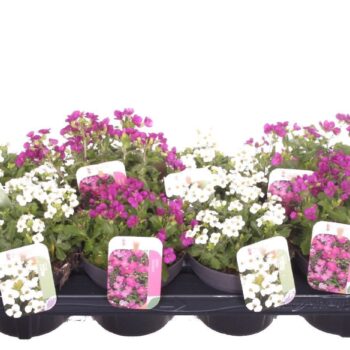 Arabis caucasica mix