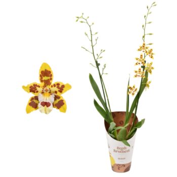 Cambria 'Remember Burkhard Holm'