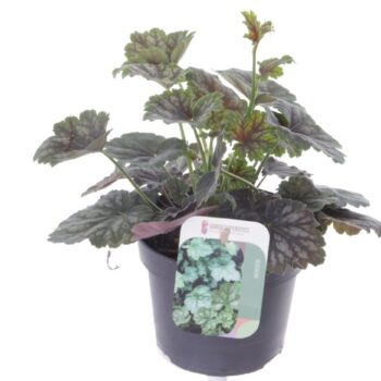 Heuchera amer. Marvelous Marble