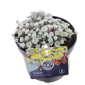 Sedum spath. Cape Blanco