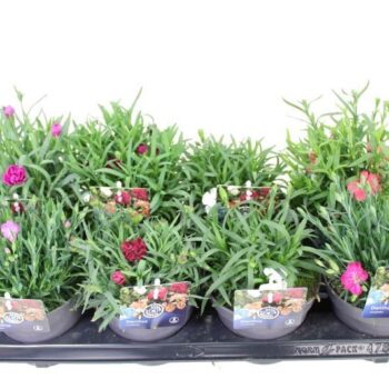 Dianthus caryophyllus mix