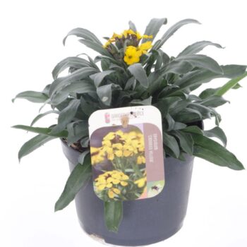 Erysimum lin. Fragrant Sunshine