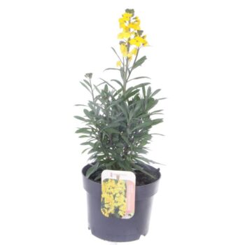 Erysimum lin. Fragrant Sunshine