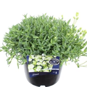 Silene maritima Weisskehlchen