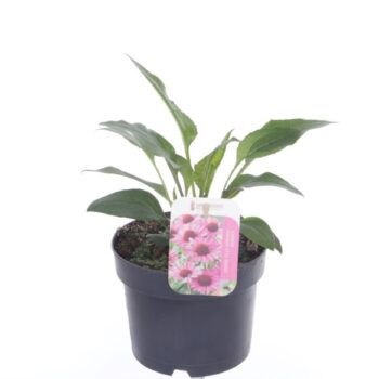 Echinacea purpurea Little Magnus