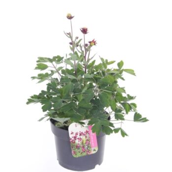 Aquilegia vulgaris Winky Red-White