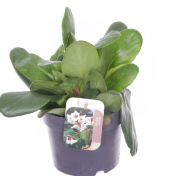 Bergenia Bressingham White