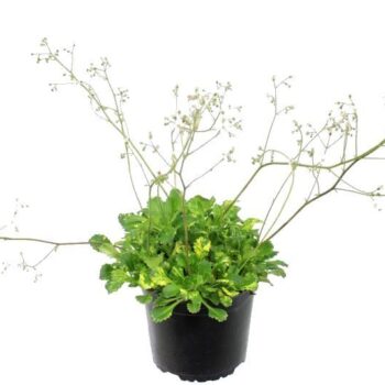 Saxifraga urbium Variegata