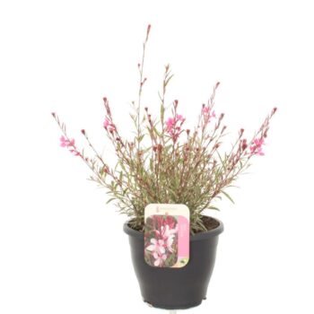 Gaura lind. Gaudi Rose